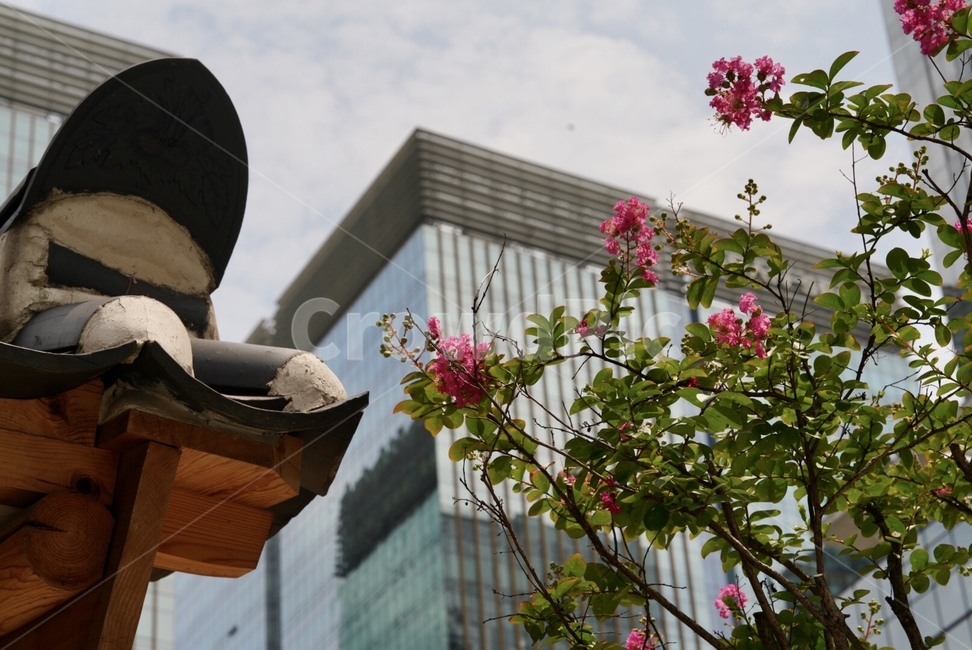 배롱나무,꽃,나무,계절,여름,tree,flower,summer,seoul,season