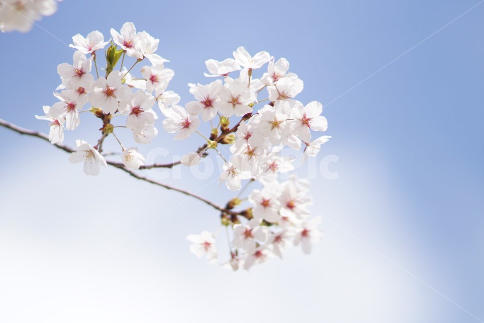 벚꽃,봄,꽃,자연,핑크,하늘,sky,nature,flower,cherryblossom,계절,spring,봄꽃,화사,봄,계절,spring,season,식물,자연,plants,nature,꽃,flower,plant