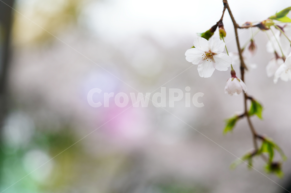 벚꽃,꽃,플라워,봄,봄꽃,flower,흰색,화이트,느낌,감성,접사,계절,나무,식물,생명,생물,봄,계절,spring,season,식물,자연,plants,nature,꽃,flower,plant