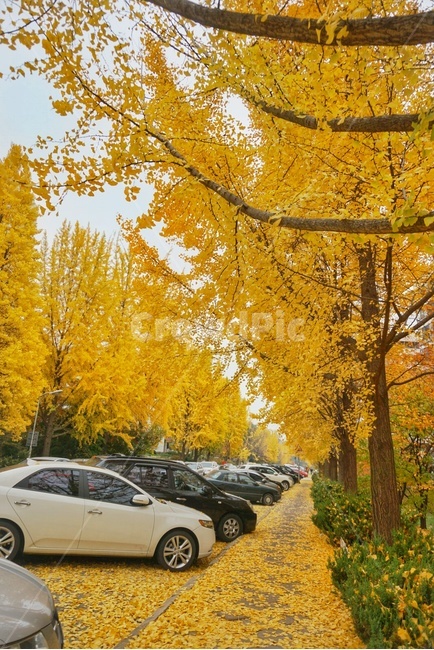 나무,tree,plant,식물,은행,은행나무,fall,autumn,maple,가을,계절,fall,autumn,season,vehicle,차량,transportation,교통,car,차,automobile,자동차,machine,기계,spoke,살,wheel,바퀴,alloy wheel,합금 휠,tire,타이어