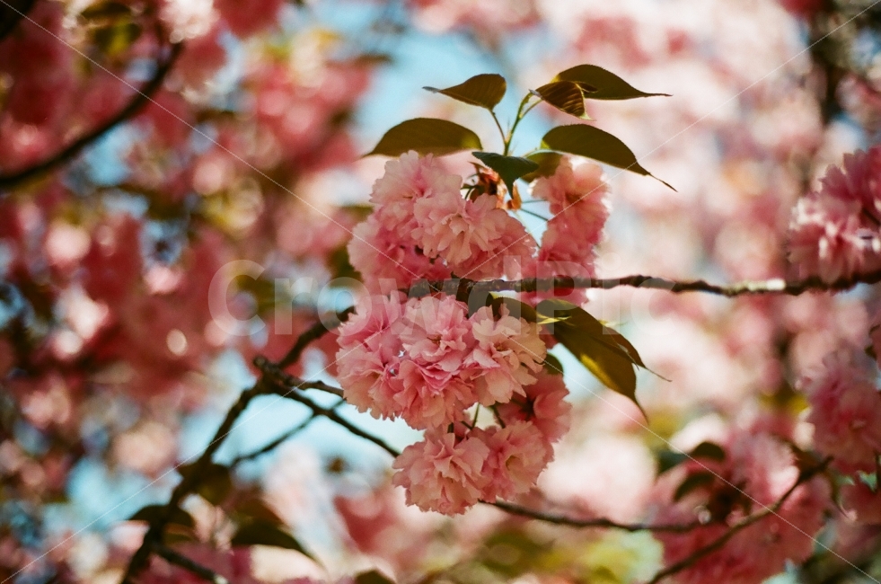 경주,봄,겹벚꽃,꽃,분홍색,자연,식물,자연,plants,nature,꽃,flower