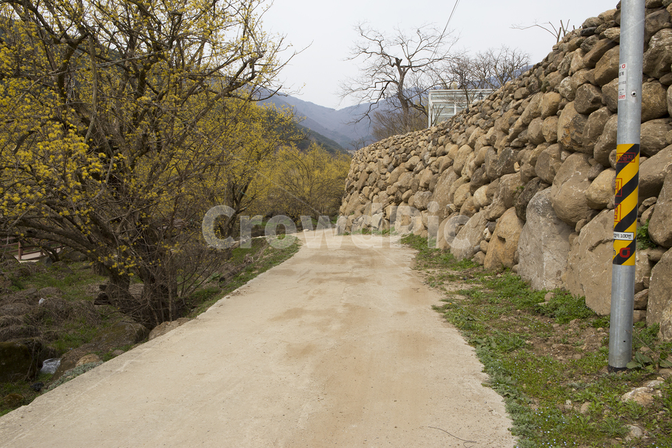 개나리,길,시골길,자전거,탄,풍경,자연,풍경,nature,landscape,ground,바닥
