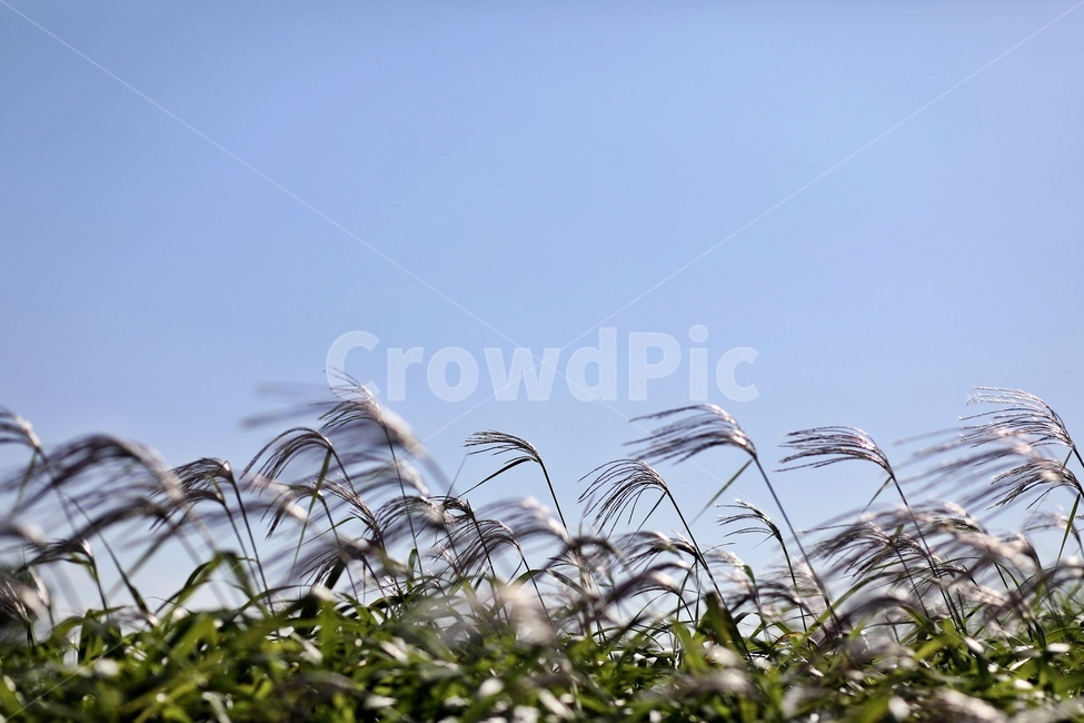 갈대,하늘,공원,sky,reed,park,가을,계절,fall,autumn,season,grass,잔디,plant,식물,lawn