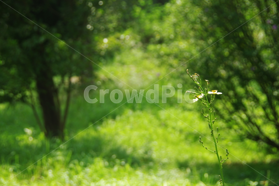 잡초,꽃,식물,정원,나무,식물,자연,plants,nature,꽃,flower