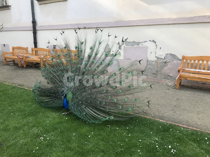 새,공작새,조류,동물,닭,동물,animal,조류,새,birds