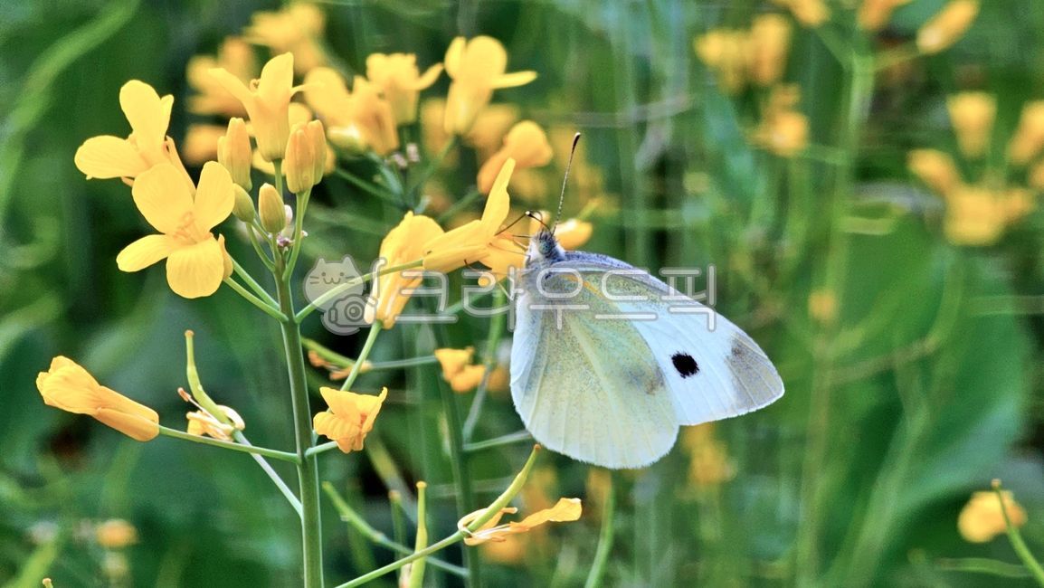 배추흰나비,나비,유채꽃,꽃,식물,곤충,gardenwhite,cabbagewhite,butterfly,rapeblossoms,flower,plant,insect