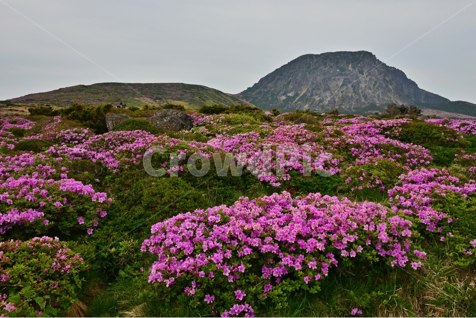 제주,한라산,한라산봄,한라산철쭉,철쭉꽃,봄,계절,철쭉,영실,윗세오름,plant,식물,nature,outdoors,옥외,hill,언덕,경치,경관,풍경,비경,제주봄,자연,풍경,nature,landscape