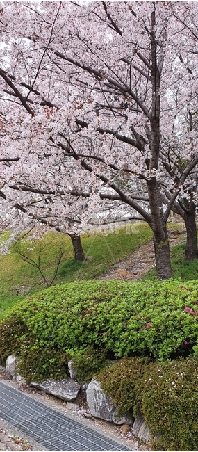 식물,정원,벚꽃,꽃,plant,나무
