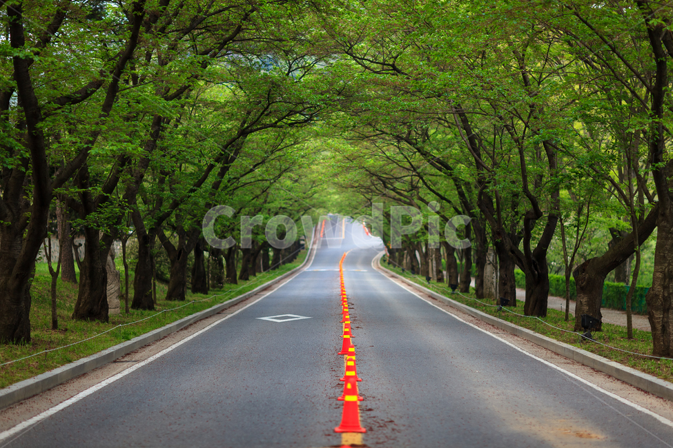 길,도로,숲,교통,여름,자연,풍경,nature,landscape,road,asphalt,아스팔트,freeway,고속 도로,highway,고속도로