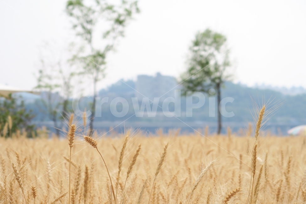 한강,한강공원,강변,갈대,갈대밭,들판,여름,자연,자연,풍경,nature,landscape,plant,식물,food,음식,vegetable,야채,grain,곡물