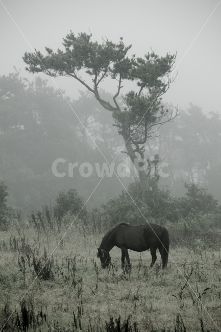 제주도,조랑말,말,숲,여유,자유로움,동물,animal,포유류,mammal