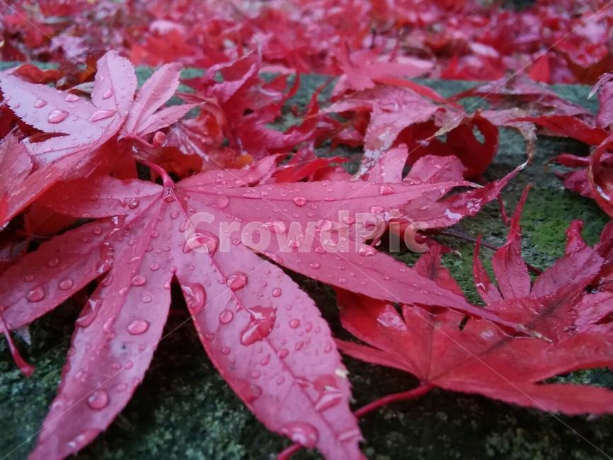 단풍,단풍잎,가을,가을비,빨강,가을,계절,fall,autumn,season,비,비오는날,rain,rainy,plant,식물,leaf,잎,tree,나무,maple