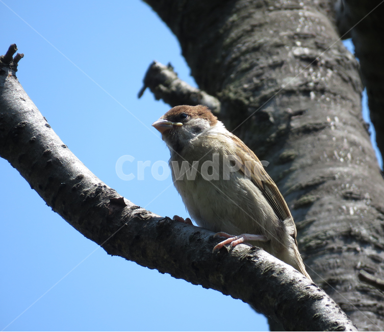 참새,조류,나뭇가지,동물,자연,작은새,sparrow,조류,새,birds