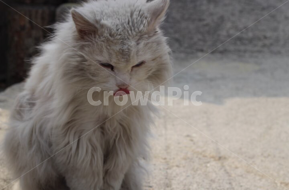 길고양이,cats,cat,동물,animal,animals,동물,animal,포유류,mammal,고양이,cat,kitten,kitty