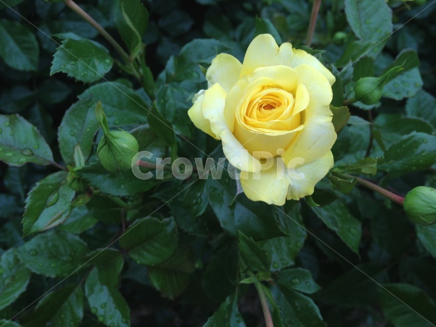 blossom,rose,장미,flower,꽃,plant,식물,노란장미