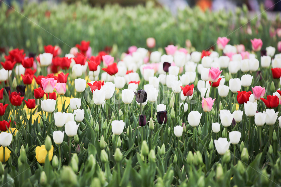튤립,튤립축제,태안튤립축제,tulip,백합목,백합과,봄꽃,봄,계절,spring,season,식물,자연,plants,nature,꽃,flower,plant
