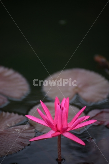 수련,연꽃,반영,물,자연,꽃,연잎,분홍,초록,식물,자연,plants,nature,꽃,flower