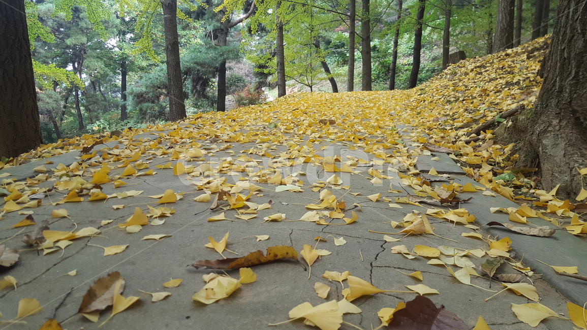landscape,autumn,autumnlandscape,낙엽,나뭇잎,가을낙엽,늦가을,가을,계절,fall,autumn,season,leaf,잎,plant,식물,tree,나무,tree trunk,나무 줄기