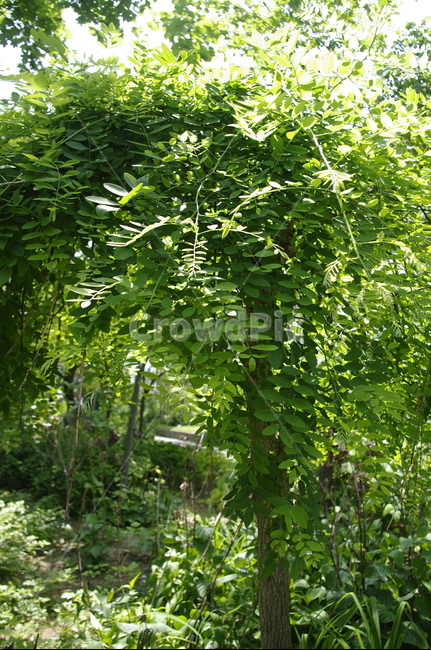 초록,나무,잎,식물,plant,계절,봄,spring,식물,자연,plants,nature