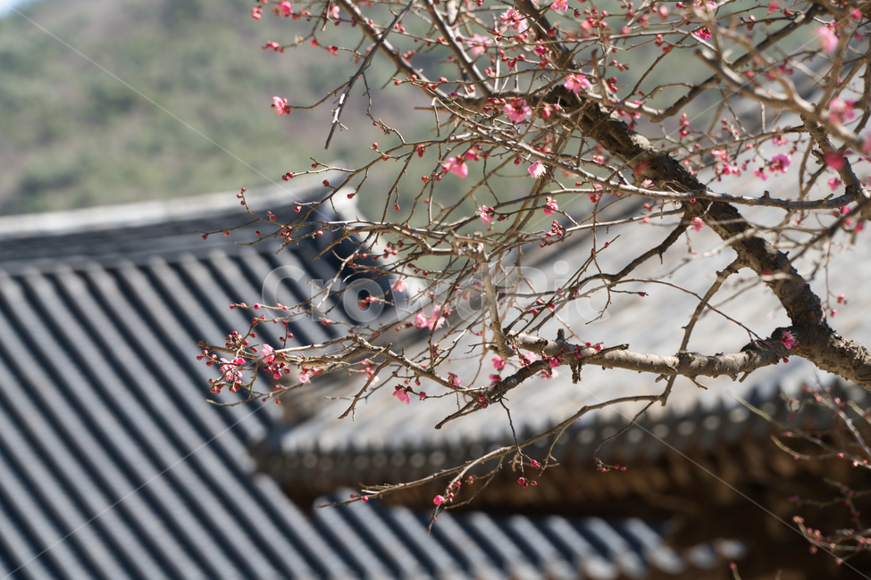 봄,꽃,봄꽃,매화,자연,감성,따스함,봄,계절,spring,season,한국전통,한국문화,korean traditional,korean culture,식물,자연,plants,nature,꽃,flower,건축물,건물외관,exterior,building,structure,architecture,construction