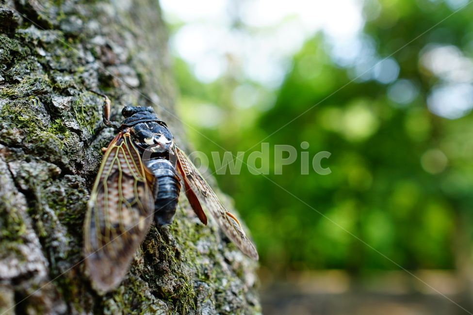 매미,곤충,벌레,자연,insect,cicada,nature,나무,tree,여름,8월,식물,숲,숲속,수목원,closeup,접사,summer,august,plants,동물,animal,곤충,벌레,insect,bug