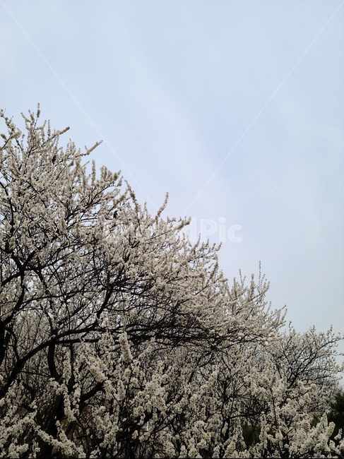 nature,자연,outdoors,옥외,하늘,벚꽃,나무,식물