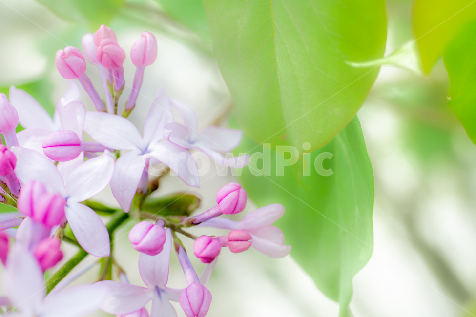 봄,꽃,감성사진,라일락,라일락꽃,소프트,아름다움,보라색,식물,자연,plants,nature,꽃,flower