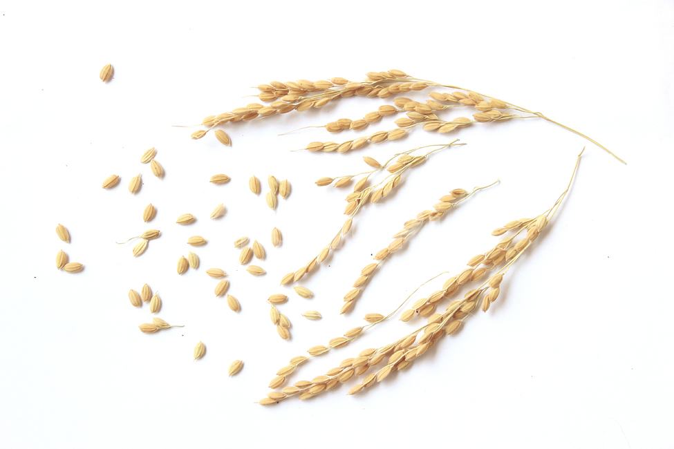 쌀,벼,곡식,곡물,음식,식재료,요리,곡류,rice,cereal,dry,ear,farming,food,gold,grain,harvest,isolated,korea,meal,nutrition,organic,plant,seed,yellow,cook,곡류,곡식,cereals,연출,컨셉,콘셉,direction,concept,누끼,remove background