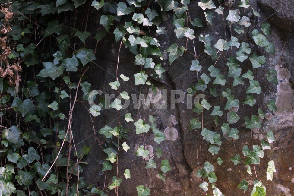 덩쿨,넝쿨,식물,잎,자연,바위,줄기,배경,숲,초록색,식물,자연,plants,nature
