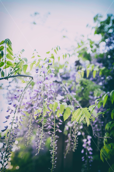 꽃,아카시아,식물,acasia,봄꽃,봄,계절,자연,flowers,plant,spring,springflowers,nature,정물,식물,자연,plants,nature,꽃,flower,감성,sensible,feeling