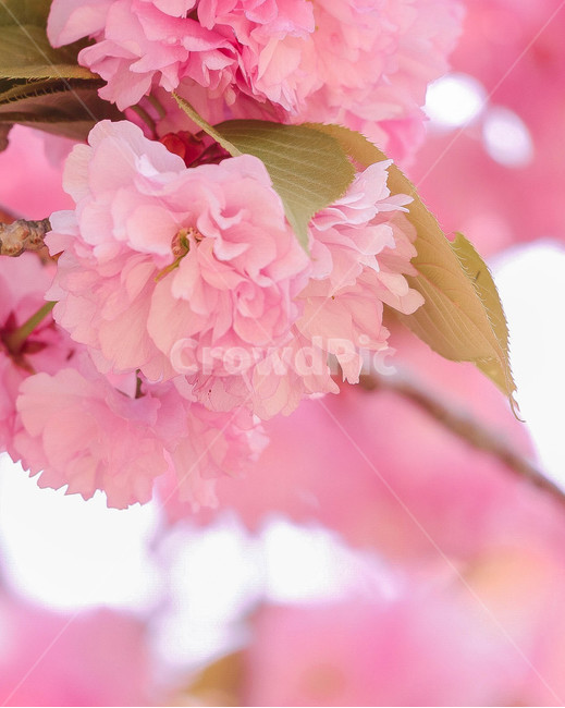 벚꽃,겹벚꽃,봄,자연,분홍,자연풍경,꽃,식물,감성사진,flower,cherryblossom,spring,nature,plants,봄,계절,spring,season,식물,자연,plants,nature,꽃,flower,색깔,색상,색채,색감,color sense,color sensitivity,feeling of color,plant,blossom