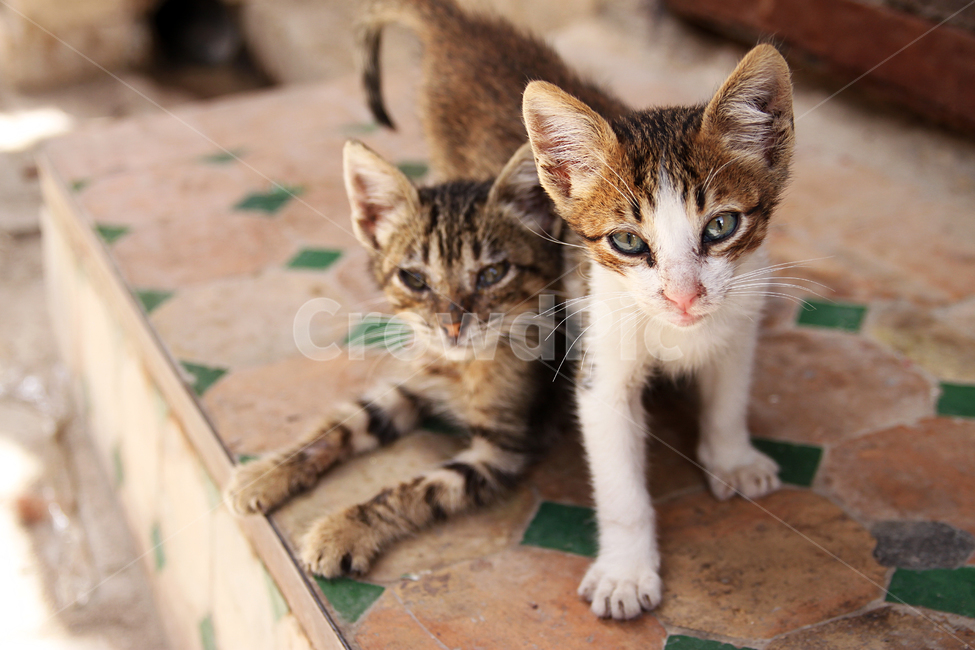 고양이,고양이사진,동물,동물사진,길고양이,길고양이사진,골목길,귀여운,귀여움,새끼고양이,동물,animal,포유류,mammal,고양이,cat,kitten,kitty