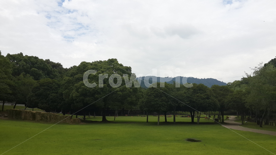 나무,구름,하늘,자연,잔디,풍경,자연,풍경,nature,landscape,plant,식물,grass,lawn,field,들