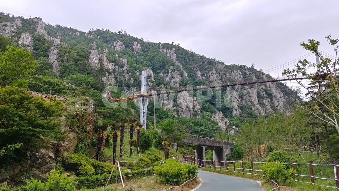강진,흔들다리,숲,다리,풍경,자연,bridge
