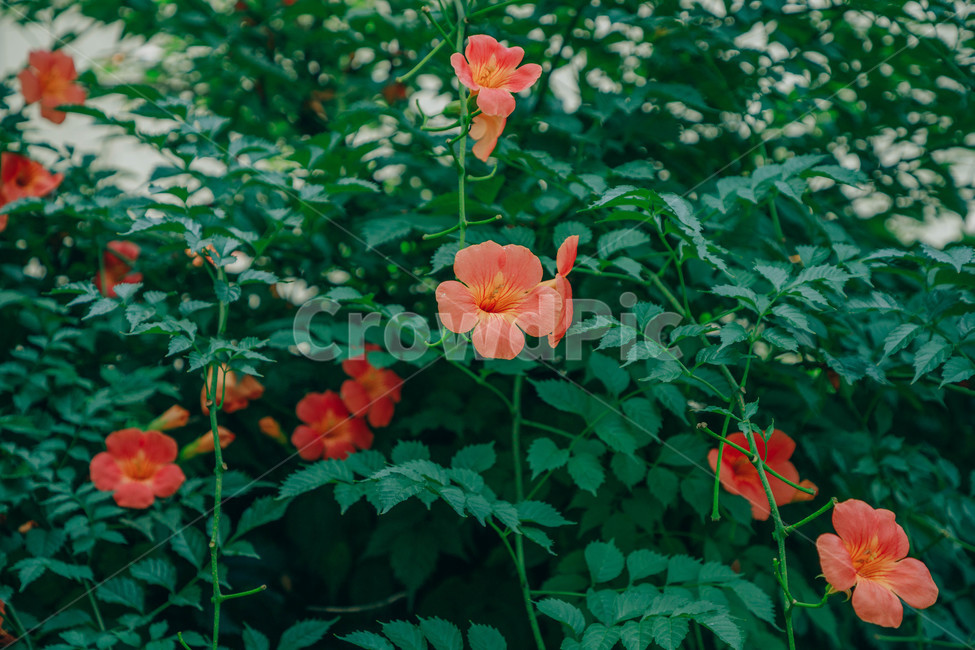 자연,식물,꽃,flower,능소화,아름다운,식물,자연,plants,nature,꽃,flower