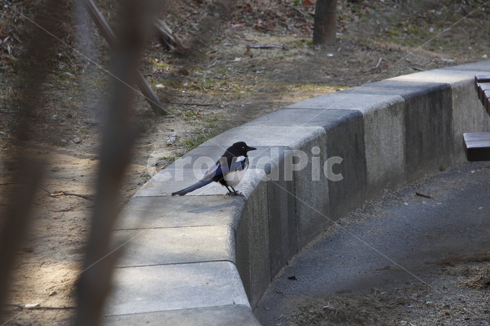 animal,동물,bird,새,까치,공원