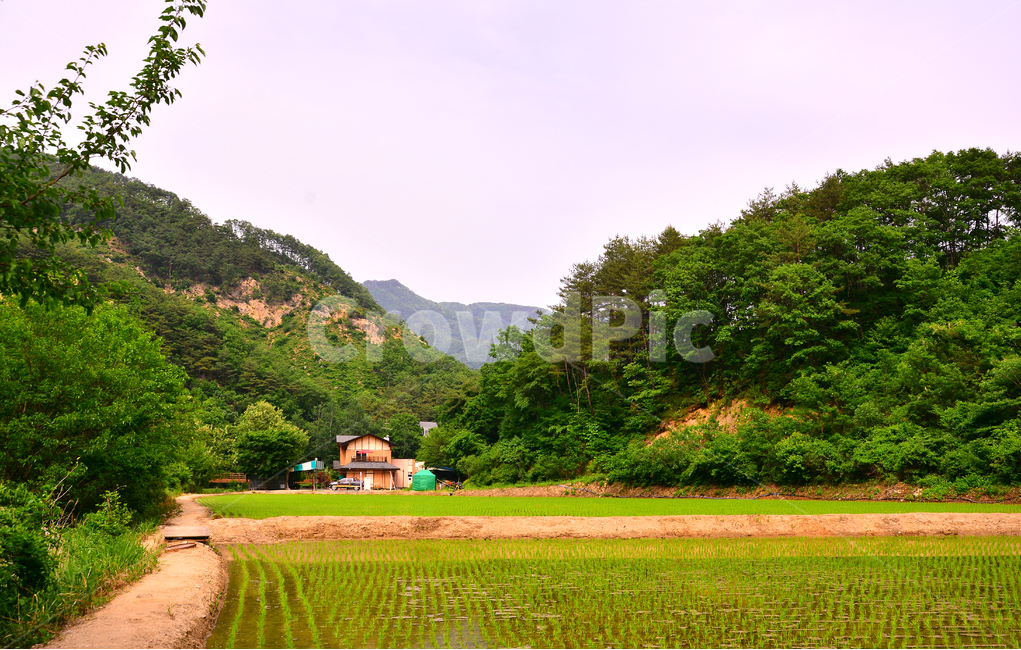 산촌,집,하우스,논,산,힐링,강원도,길,농로,로드,road,green,forest,mountain,house,펜션,외딴집,시골,농사,농촌,country,나무,숲,그린,초록,6월,신록,시즌,계절,season,자연,풍경,nature,landscape,한국자연풍경,한국자연경관,korea nature landscape,시골,마을,country,rural,town,outdoors,옥외,grassland,목초지,field,들