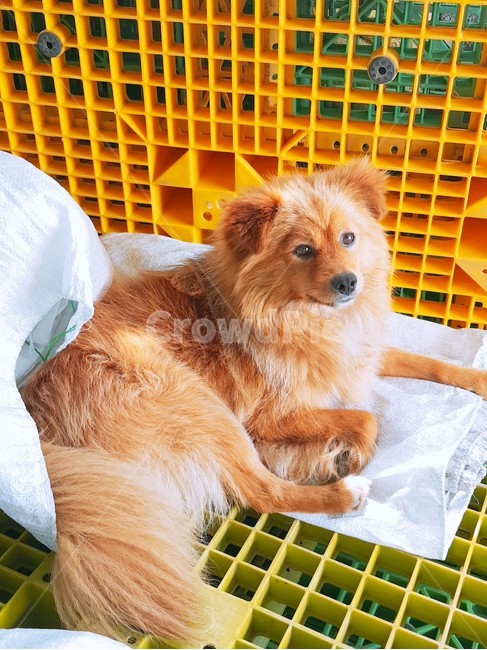 동물,강아지,개,밝은,눕다,갈색,dog