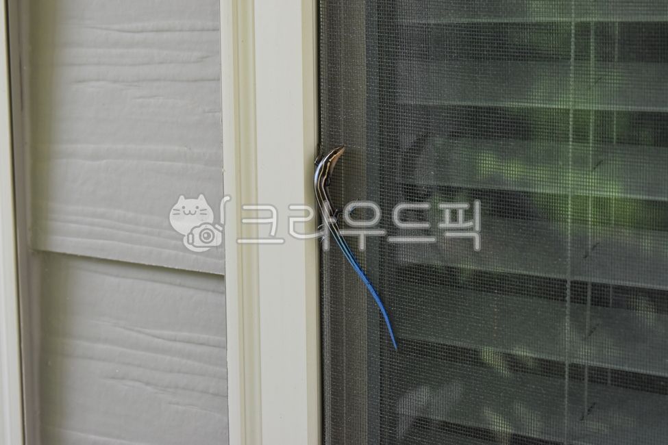 도마뱀,파란꼬리도마뱀,푸른꼬리도마뱀,bluetailedskink,lizard,bluetail