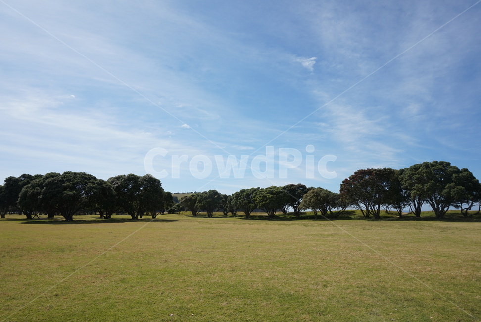 들,들판,초원,field,나무,tree,하늘,배경,자연,풍경,nature,landscape,grass,잔디,plant,식물,outdoors,옥외,lawn
