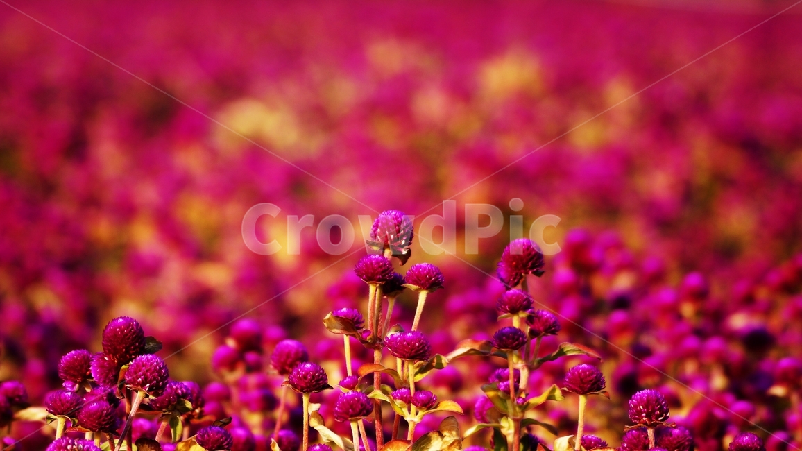 천일홍,꽃축제,꽃길,식물,자연,식물,자연,plants,nature,꽃,flower