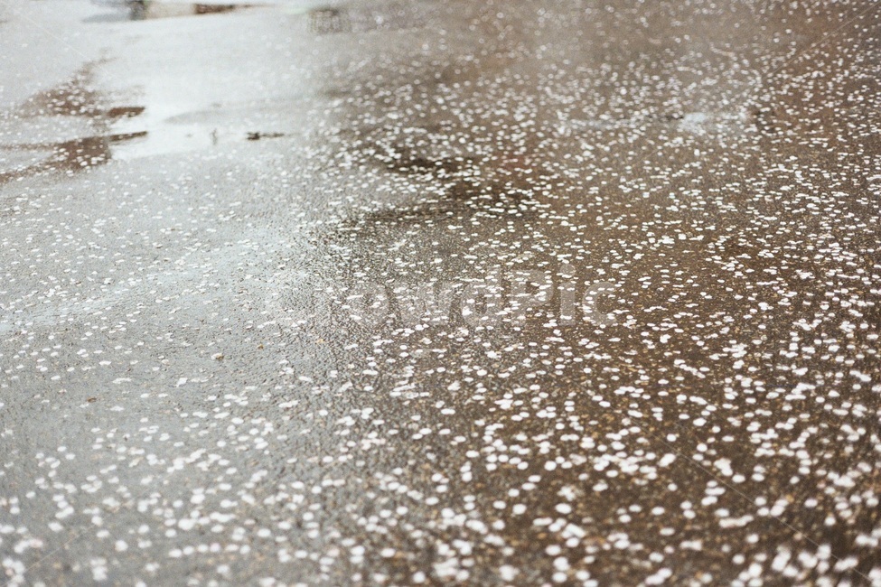 비,벚꽃,봄,봄비,감정,봄,계절,spring,season,비,비오는날,rain,rainy,outdoors,옥외,nature,자연