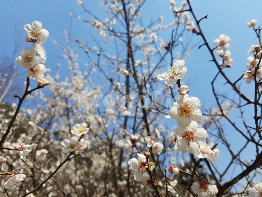 매화,봄,꽃,감성사진,나무,flower,배경화면,tree,spring,하늘,sky,봄,계절,spring,season,식물,자연,plants,nature,꽃,flower,plant,blossom