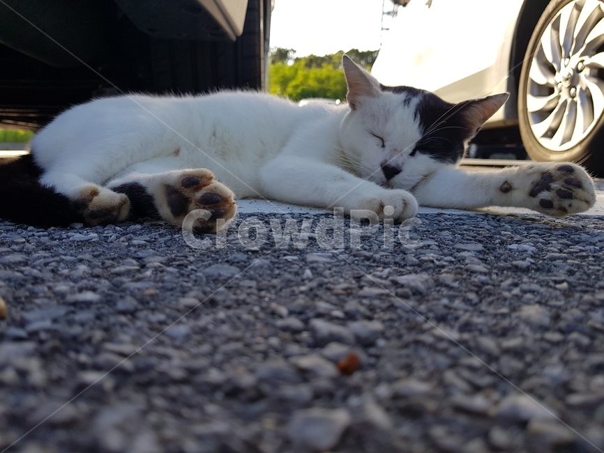 고양이,평화,발바닥,야옹,동물,동물,animal,포유류,mammal,고양이,cat,kitten,kitty