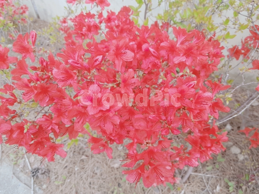 봄,봄꽃,꽃,영산홍,철쭉,식물,spring,flower