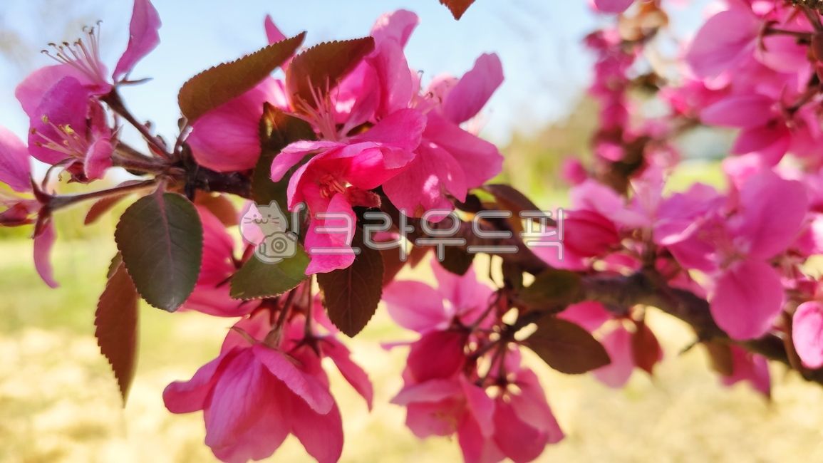apple blossom,malusfloribunda,stone apple,blossom,plant,flower apple tree,flower apple,Cherry Leaf Flower Apple Tree,flower