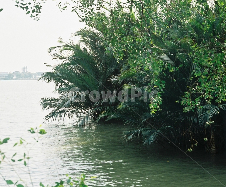 태국,여행,풍경,방콕,숲,자연,풍경,nature,landscape,vegetation,초목,plant,식물,outdoors,옥외,land,땅,rainforest,열대 우림,tree,나무,jungle,밀림