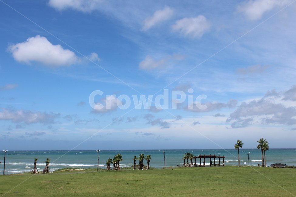 제주,제주도,바다,나무,야자수,여유로움,여유,nature,자연,outdoors,푸른하늘,sky,하늘,ocean,water,sea,물,날씨,land,땅,대양,coast,연안,자연,풍경,nature,landscape,한국자연풍경,한국자연경관,korea nature landscape,plant,식물,grass,잔디,옥외