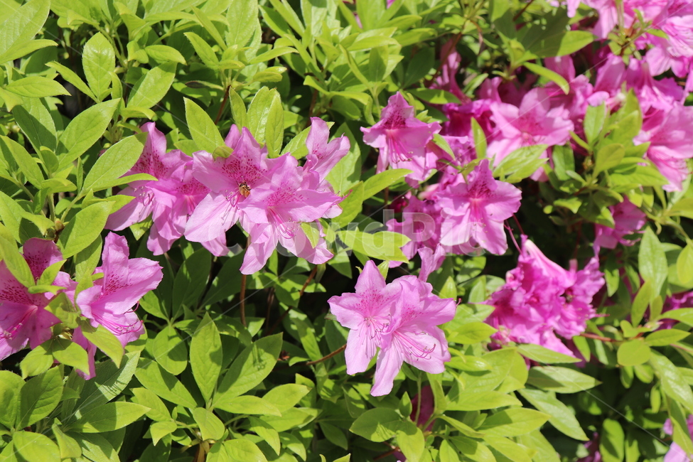 꽃,자연,철쭉,보라색,여름꽃,분홍색,여름,식물,자연,plants,nature,꽃,flower