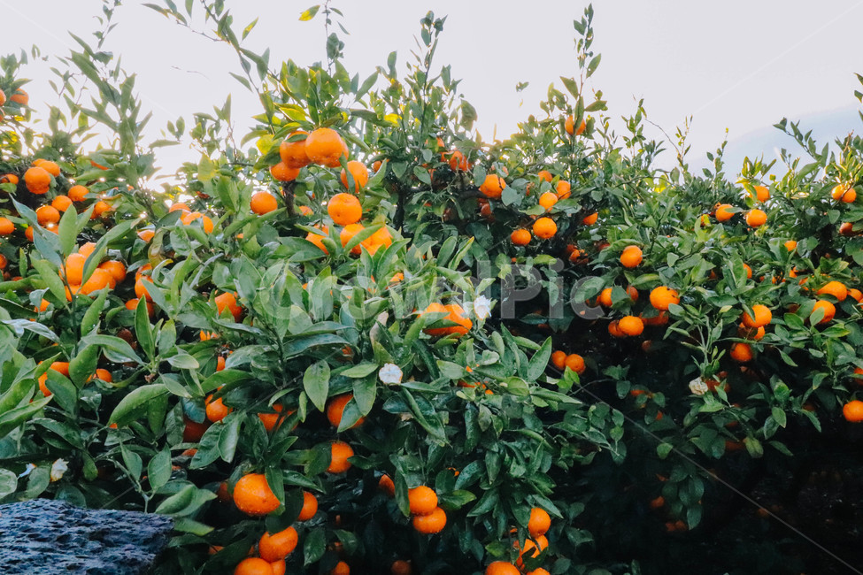 감귤,귤,제주도,제주,제주귤,과일,귤나무,비타민,과일,열매,fruit